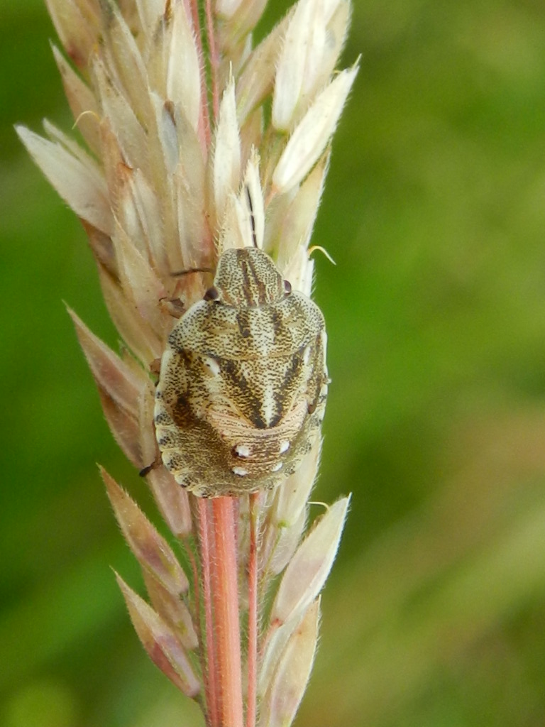 Famigliola di pentatomidae